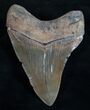 Serrated Megalodon Tooth - South Carolina #10445-2